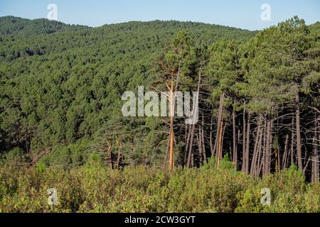 bosque de pino Silvestre , Pinus sylvestris,Navaleno, Soria, Comunidad Autónoma de Castilla, Spanien, Europa Stockfoto