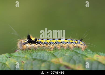 Die Trinkerin Moth Euthrix potatoria Caterpillar - Early Instar Stockfoto
