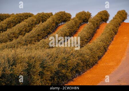 campo de olivos al atardecer, La Rioja, Spanien Stockfoto