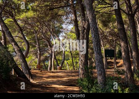 Der Küstenweg GR92, der durch Pinienwald bei Lloret de Mar an der Costa Brava, Spanien, führt Stockfoto