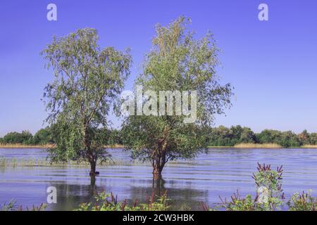 Hochwasser aus einem überfließenden Fluss umgibt einone Bäume Im Frühling oder Sommer Landschaft Stockfoto