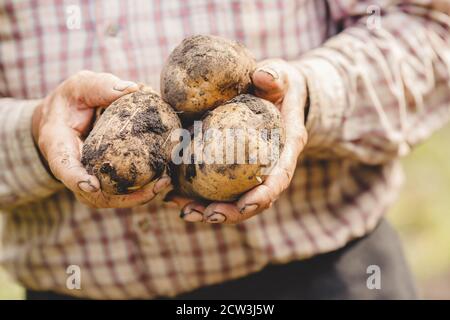Hände älterer Bauer hält rohe Kartoffeln im Boden Stockfoto