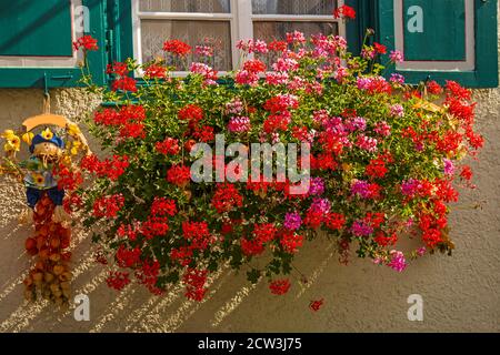 Blumen in einer Blumenkachtel an einem Fenster Stockfoto