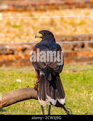 Ein Harris Hawk. Stockfoto