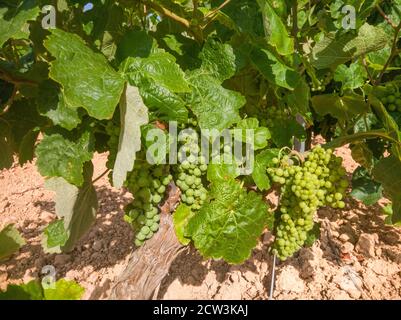 Weinberg mit noch grünen Trauben der Sorte Bobal, die im Monat Juni im Gebiet von La Manchuela, Fuentealbilla (Spanien) wachsen Stockfoto