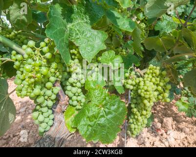 Weinberg mit noch grünen Trauben der Sorte Bobal, die im Monat Juni im Gebiet von La Manchuela, Fuentealbilla (Spanien) wachsen Stockfoto