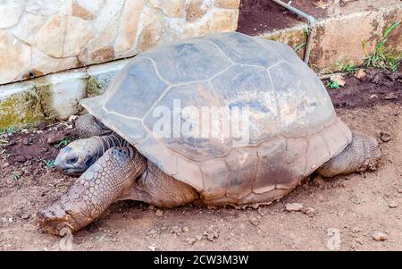 Eine riesige Schildkröte, die sich auf dem Boden im Zoo erstreckt Stockfoto