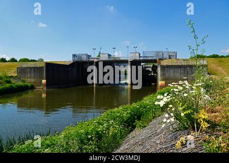 Ochsendaisien (Leucanthemum vulgare) und Hochwasserbarriere über den Fluss Medway bei Leigh stromaufwärts von Tonbridge, Kent, England Stockfoto