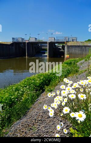 Ochsendaisien (Leucanthemum vulgare) und Hochwasserbarriere über den Fluss Medway bei Leigh stromaufwärts von Tonbridge, Kent, England Stockfoto