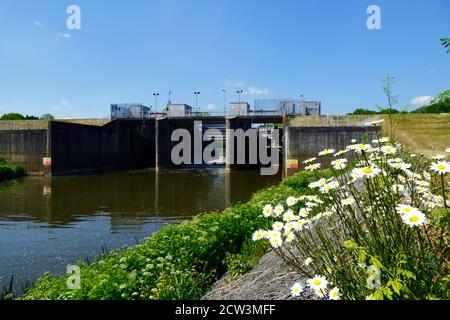 Ochsendaisien (Leucanthemum vulgare) und Hochwasserbarriere über den Fluss Medway bei Leigh stromaufwärts von Tonbridge, Kent, England Stockfoto