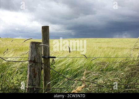 Dunkle Wolken über Getreidefeld mit Zaun in schottland. Das Bild spiegelt die wilde Natur und das Wetter im Land Stockfoto