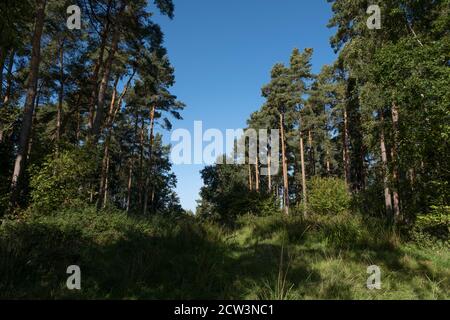 Scotts Pine Trees an einem sonnigen Herbsttag im Wald von Morgrove Coppice Teil des Heart of England Forest Projekts, Großbritannien. Stockfoto