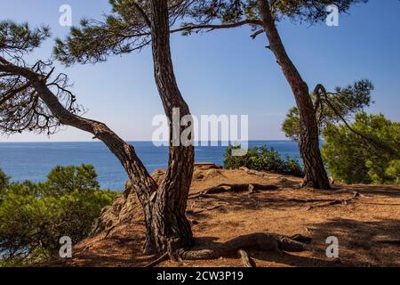 Der Küstenweg GR92, der durch Pinienwald bei Lloret de Mar an der Costa Brava, Spanien, führt Stockfoto