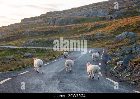 Healy Pass, Cork, Irland. September 2020. Schafe machen ihren Weg entlang der schmalen Straße in der Nähe des Healy Pass in West Cork, Irland. - Credit; David Creedon / Alamy Live News Stockfoto