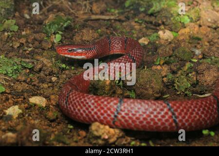 Rote Bambusschlange, Oreocryptophis porphyracea ist eine Colubridae in Südostasien und Asien Ländern einschließlich Halbinsel Malaysia gefunden. Stockfoto