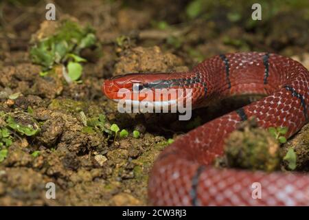 Rote Bambusschlange, Oreocryptophis porphyracea ist eine Colubridae in Südostasien und Asien Ländern einschließlich Halbinsel Malaysia gefunden. Stockfoto