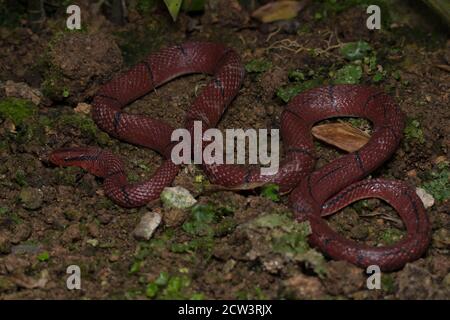 Rote Bambusschlange, Oreocryptophis porphyracea ist eine Colubridae in Südostasien und Asien Ländern einschließlich Halbinsel Malaysia gefunden. Stockfoto