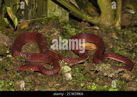 Rote Bambusschlange, Oreocryptophis porphyracea ist eine Colubridae in Südostasien und Asien Ländern einschließlich Halbinsel Malaysia gefunden. Stockfoto