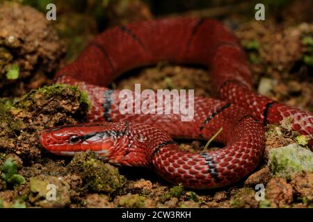 Rote Bambusschlange, Oreocryptophis porphyracea ist eine Colubridae in Südostasien und Asien Ländern einschließlich Halbinsel Malaysia gefunden. Stockfoto