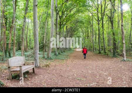 Mann im roten Mantel, der entlang einer Allee läuft In einem englischen Waldwald Stockfoto