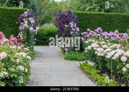 Eine farbenfrohe Ausstellung von Rosen und Clematis im Rosengarten der Königin Mutter im RHS Rosemoor, Great Torrington, Devon, England, Großbritannien Stockfoto