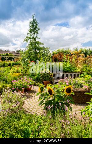 Eine bunte Mischung aus Sonnenblumen und Kräutern im Potager Garden im RHS Rosemoor, Great Torrington, Devon, England, Großbritannien Stockfoto