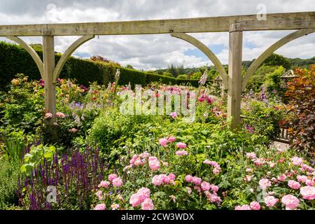 Eine farbenfrohe Ausstellung von Rosen und Füchshandschuhen im Rosengarten der Queen Mother im RHS Rosemoor, Great Torrington, Devon, England, Großbritannien Stockfoto