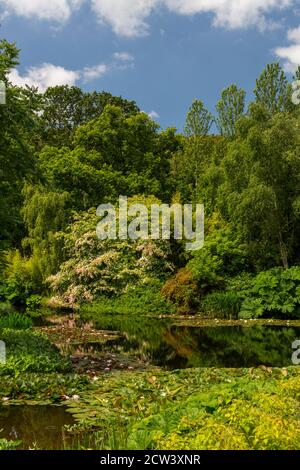 Der prächtige Baum Cornus kousa in Blüte überhängt den Ziersee mit Seerosen bei RHS Rosemoor, Devon, England, UK Stockfoto