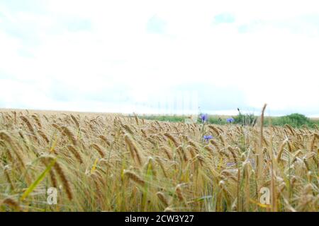 Reife Weizenlandschaft mit Blumen und blauem Himmel in der Nähe der Ardennen im Sommer Stockfoto