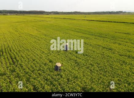 Lulong. September 2020. Luftaufnahme vom 27. September 2020 zeigt Dorfbewohner, die auf Reisfeldern arbeiten, die auch als Krabbenzuchtbasis im Dorf Leidianzi im Bezirk Lulong, nordchinesische Provinz Hebei, genutzt werden. Lokale Bauern entwickelten hier einen Modus, um Flusskrebse auf Feldern zu züchten, auf denen Reis angebaut wird, und nutzten dabei die ökologische Beziehung zwischen Reis und Krebsen, die dazu beiträgt, den Einsatz von Pestiziden und Krabbenfutter zu reduzieren. Quelle: Yang Shiyao/Xinhua/Alamy Live News Stockfoto