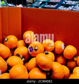 London, Großbritannien, September 27 2020, saisonale Pumkins für Halloween Feiern Stockfoto