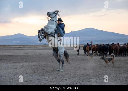 Cowboy auf Aufzuchtpferd, Wildpferde . Pferde - Yilki Atlari leben in Kappadokien und Kayseri, in der zentralanatolischen Region der Türkei. Stockfoto