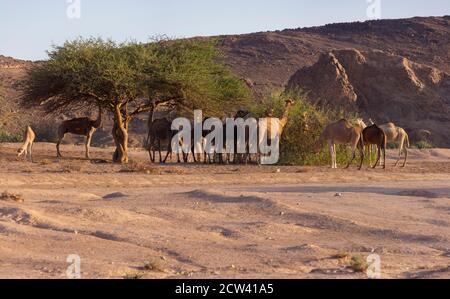 Dromedarkamele (Camelus Dromedares) sind selten in der Wildnis gefunden und die meisten von denen gesehen Wandern rund um die Landschaft. Stockfoto