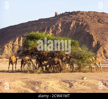 Dromedarkamele (Camelus Dromedares) sind selten in der Wildnis gefunden und die meisten von denen gesehen Wandern rund um die Landschaft. Stockfoto