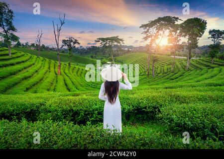 Asiatische Frau trägt Vietnam-Kultur traditionell in Teeplantage in Chiang Rai, Thailand. Stockfoto