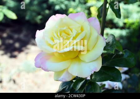 Nahaufnahme der schönen frischen Gloria Dei oder Peace Hybrid-Teerose, mit rosa und gelben Blütenblättern. Selektiver Fokus auf den unscharfen Gartenhintergrund. Stockfoto