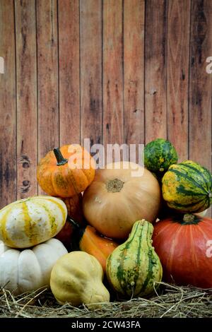 Dekorative Mischung aus farbigen Kürbissen Stockfoto