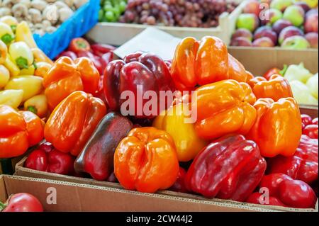 Frisch gepflückte dickwandige Paprika auf dem Display. Gelbe und orange Früchte von großen Paprika. Stockfoto