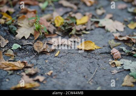 Nahaufnahme des Bodens mit abgefallenen Blättern in der Herbstsaison. Verschiedene trockene Laub auf dem Boden im Herbstwald Stockfoto