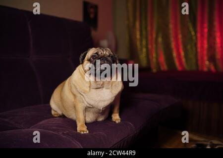 Lustiger Hund ruht auf dem Sofa. Cute Mops entspannen auf einer bequemen Couch im gemütlichen Wohnzimmer zu Hause Stockfoto