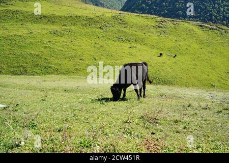 Kühe grasen auf grüner Wiese. Herde von Hauskühen, die an sonnigen Tagen im üppigen Tal pasten Stockfoto