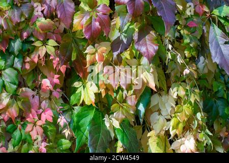 Herbst bunte Blätter von woodbine, Nahaufnahme, Herbstkonzept Stockfoto