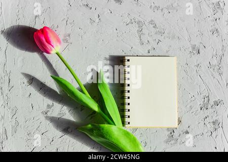 Schöne frisch geschnittene rosa Tulpe und leeres leeres spyral Notizbuch auf grauem Beton Hintergrund. Mock-up mit Kopierplatz. Stockfoto