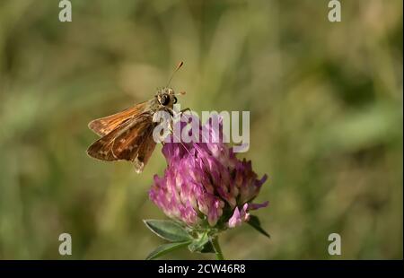 Silberfleckiger Schiffer (Hesperia Comma) Schmetterling auf Allium schoenoprasum, oder auch Schnittlauch genannt, auf natürlichem Bokeh Hintergrund. Stockfoto