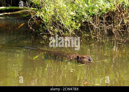 Biber, die im Wasser fressen, zeigt braunes Fell, Körper, Kopf, Auge, Ohren, Nase, Pfoten, Schwanz, mit grünem Laubhintergrund und in seinem Lebensraum und Stockfoto