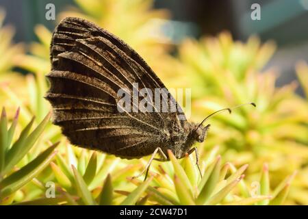 Schmetterling der Art Freyer-Äsche (Hipparchia fatua), der auf einer gewöhnlichen Hauseke-Pflanze (Sempervivum tectorum) steht. Stockfoto