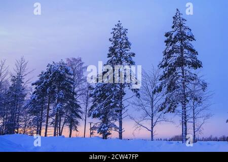 Orangefarbener Sonnenuntergang im Winter Nadelwald. Schneebedeckte Fichten und Pinien. Schöne weihnachten Hintergrund. Stockfoto