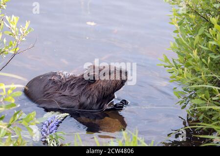 Biber Nahaufnahme Profil Essen Seerose Blumen im Wasser, mit braunem Fell, Körper, Kopf, Pfoten, Krallen, Schnurrhaare mit Wasser Hintergrund. Stockfoto