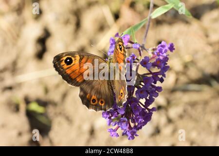 Makroaufnahme eines braunen Schmetterlings der Nordwand (Lasiommata petropicani), der Pollen aus Knospen saugt buddleja davidii. Stockfoto