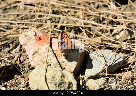 Makrofotografie eines kleinen Kupfer-, amerikanischen Kupfer- oder Kupfer-Schmetterlings (Lycaena phlaeas), der sich auf einem Stein in der Sonne aufwärmt. Stockfoto